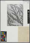 Foto von Salix acmophylloides Hausskn. & Bornm.